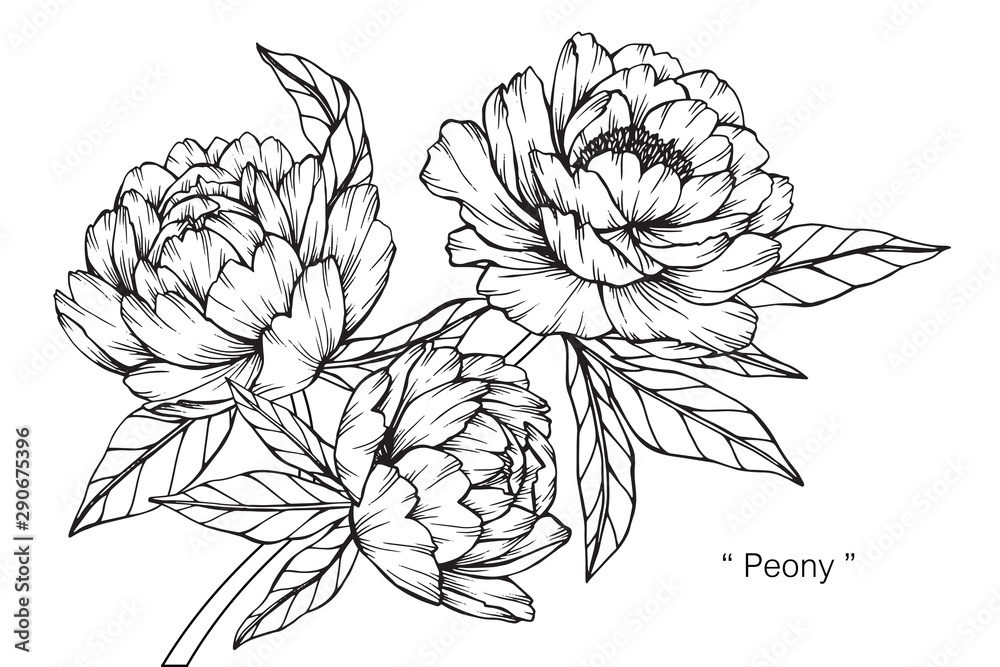 Fototapeta Peony flower and leaf drawing illustration with line art on white backgrounds.