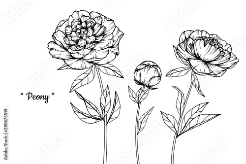 Peony flower and leaf drawing illustration with line art on white backgrounds.