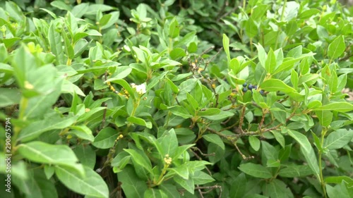 Wallpaper Mural Myrtle Plant, close up shot. This plant is used to make a very strong liquor, Typical of Sardinia in the mediterranean. Torontodigital.ca