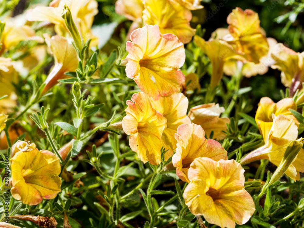 Petunia x hybrida ou Pétunias des jardins de couleur jaune crème Petunia x hybrida ou Pétunias des jardins de couleur jaune crème