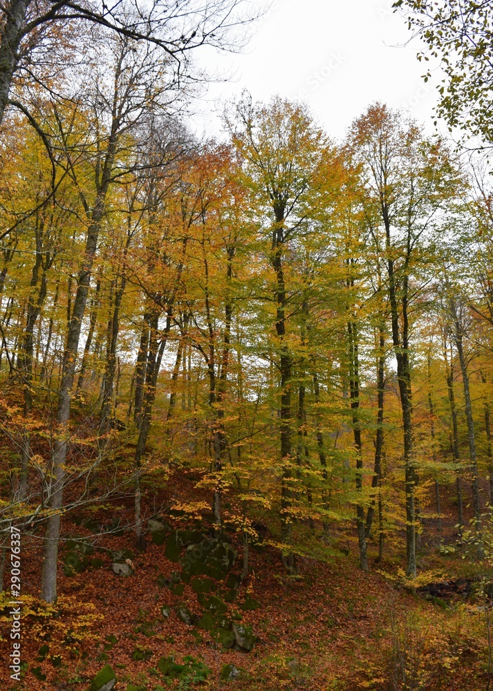 Obraz premium forest in autumn