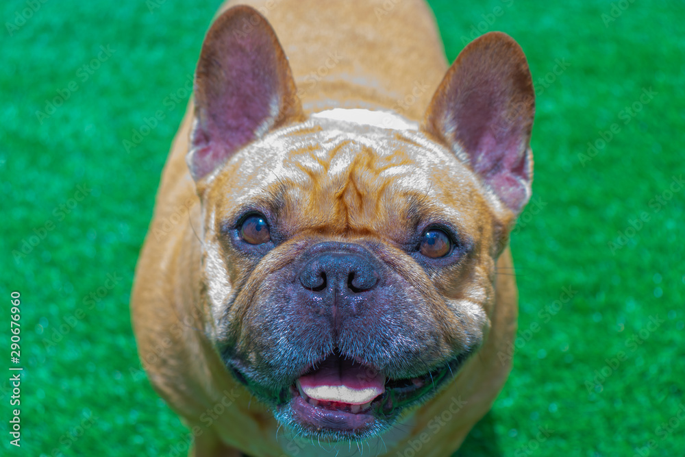 Fototapeta premium Set of young puppy french bulldog playing and activity around the house both indoor and outdoor