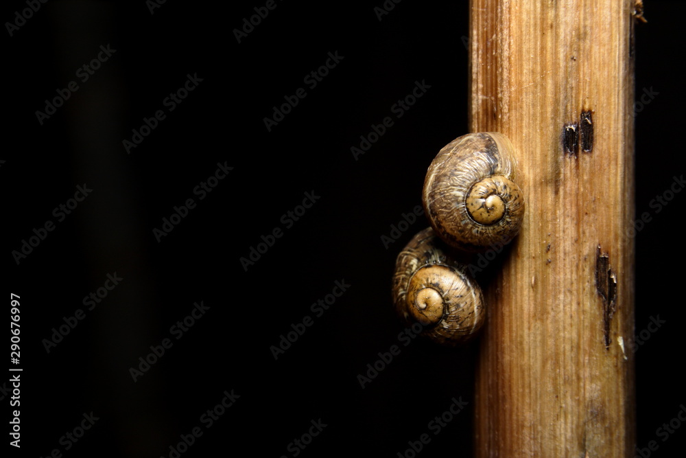 A pair of small garden Snails A pair of small garden Snails