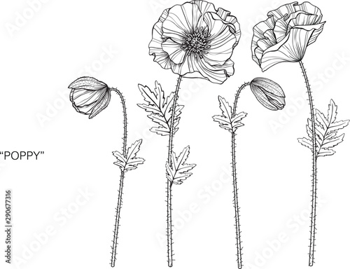 Poppy flower and leaf drawing illustration with line art on white backgrounds.