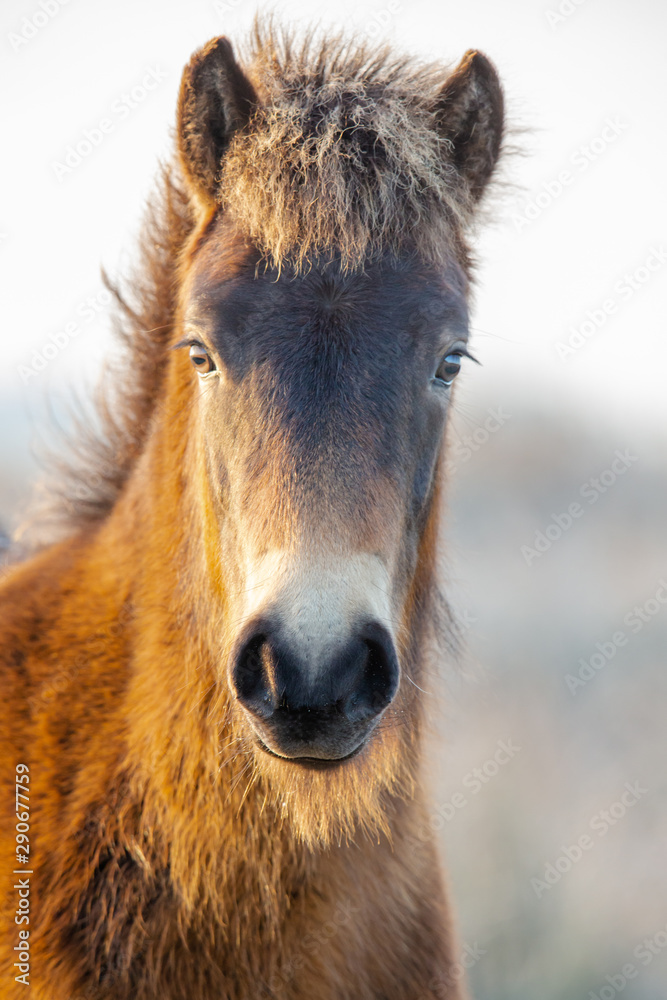 Obraz premium Exmoor Pony