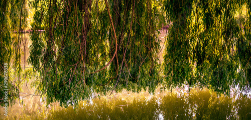 Weeping willow on a pond in santeny, france photo