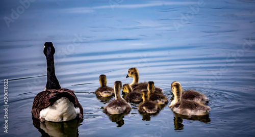 ducks and ducklings on a pond in santeny, france photo