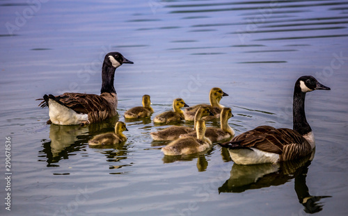 ducks and ducklings on a pond in santeny, france photo