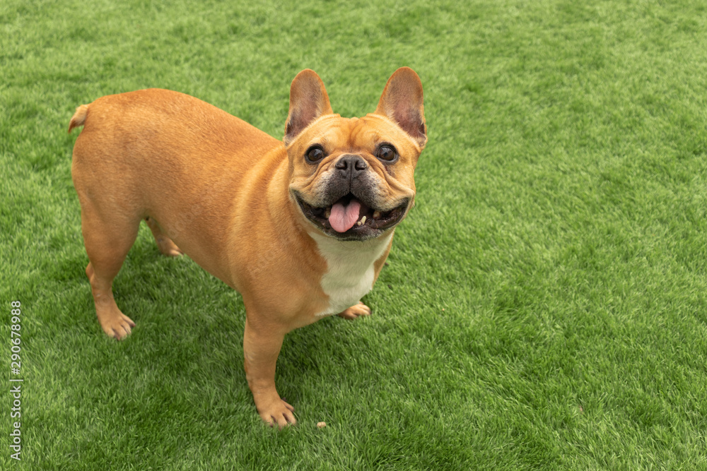 Obraz premium Set of young puppy french bulldog playing and activity around the house both indoor and outdoor