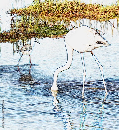 A Flamingo in a lake seaching for food photo