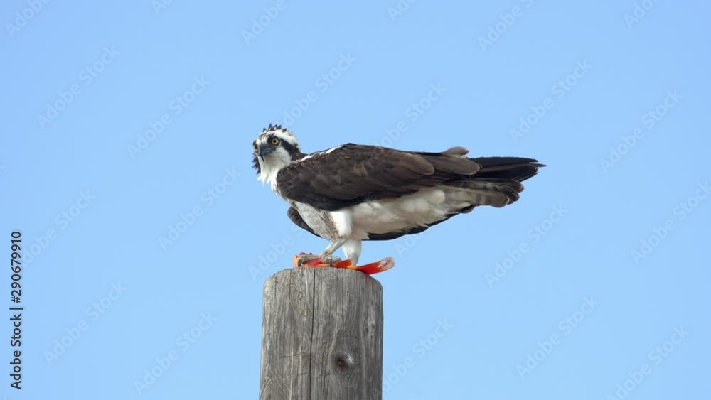 Osprey perched on pole with fish in its talons as it looks around cautiously agains blue sky. Osprey perched on pole with fish in its talons as it looks around cautiously agains blue sky.