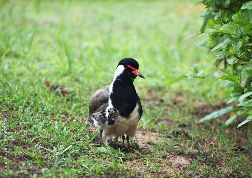 Obraz premium lapwing mother and its hatchling on the grass