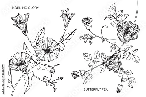 Morning glory, Butterfly pea flower and leaf drawing illustration with line art on white backgrounds.