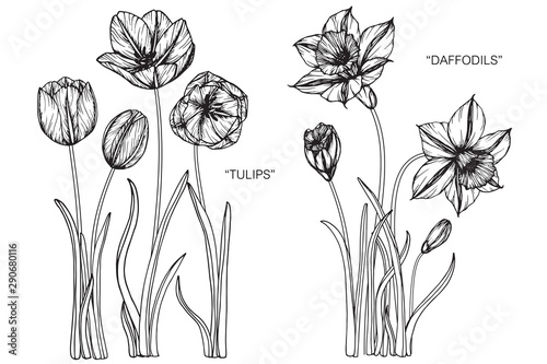 Tulip, Daffodils flower and leaf drawing illustration with line art on white backgrounds.