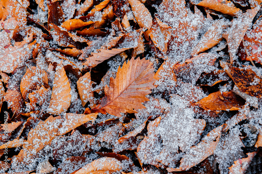 Dried leaves foliage white frozen snow in winter season background Dried leaves foliage white frozen snow in winter season background