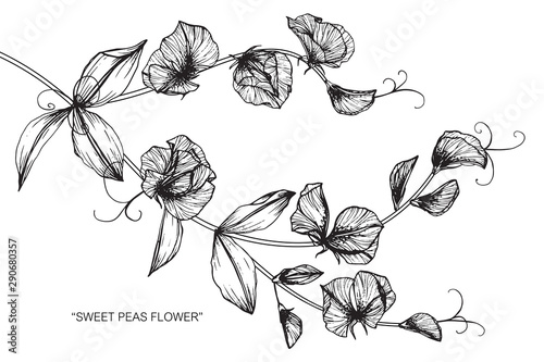 Sweet pea flower and leaf drawing illustration with line art on white backgrounds.