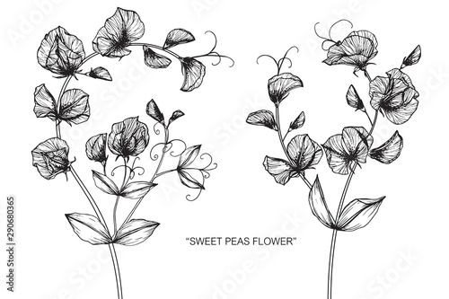 Sweet pea flower and leaf drawing illustration with line art on white backgrounds.
