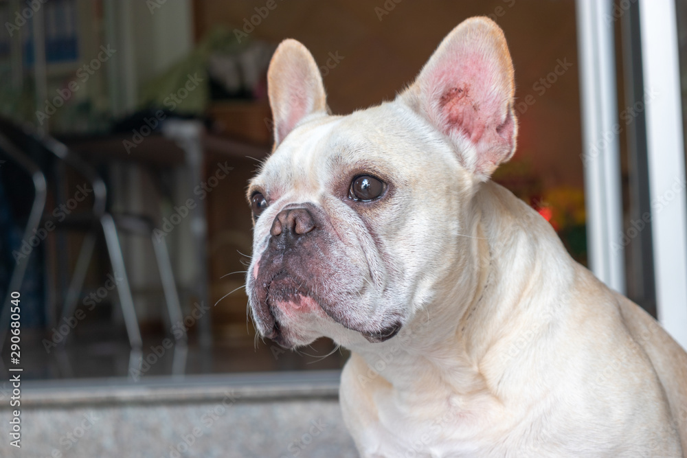 Set of young puppy french bulldog playing and activity around the house both indoor and outdoor Set of young puppy french bulldog playing and activity around the house both indoor and outdoor