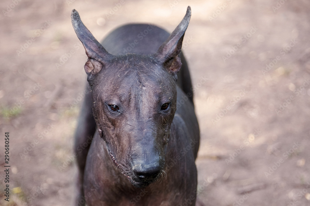 The portrait of a beautiful dog of rare Xolotizcuintle breed, or mexican hairless one. Standard size, front view, close up head with clever look, bronze skin, ears up. Outdoors, copy space. The portrait of a beautiful dog of rare Xolotizcuintle breed, or mexican hairless one. Standard size, front view, close up head with clever look, bronze skin, ears up. Outdoors, copy space.
