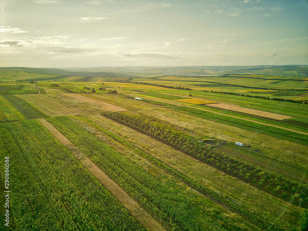 Aerial view of the green and yellow rice field, grew in different pattern at sunset.