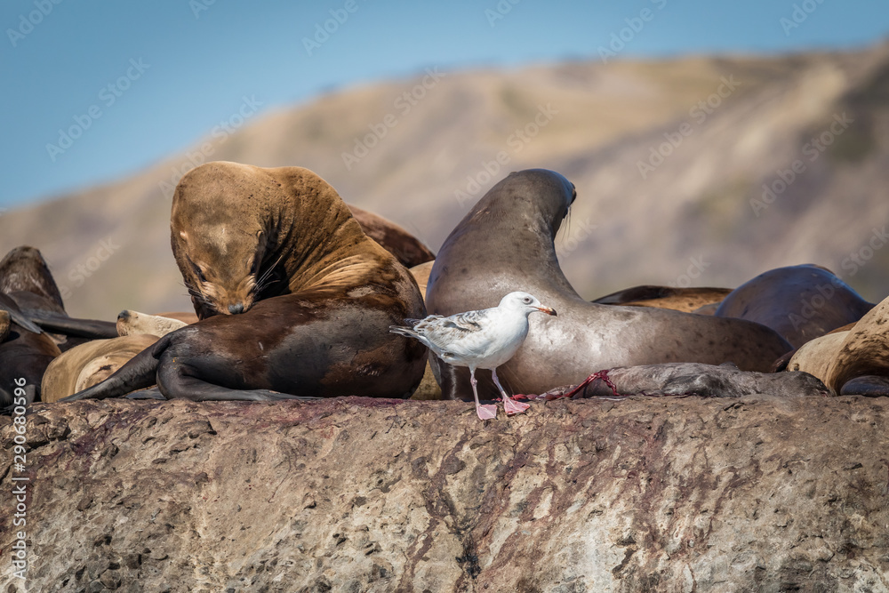 Fototapeta premium Sea lions onshore