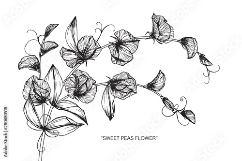 Sweet pea flower and leaf drawing illustration with line art on white backgrounds.