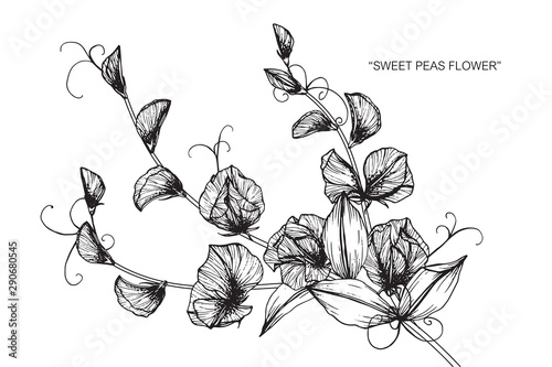 Sweet pea flower and leaf drawing illustration with line art on white backgrounds.