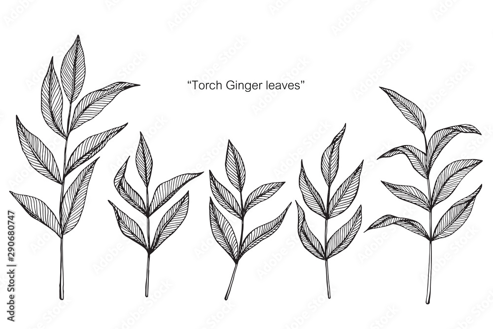 Torch ginger leaf drawing illustration with line art on white