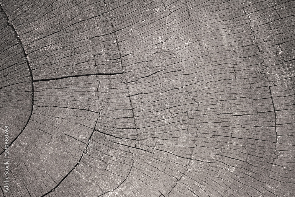 Fototapeta premium Stump background texture