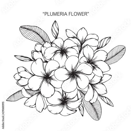 Plumeria flower and leaf drawing illustration with line art on white backgrounds.