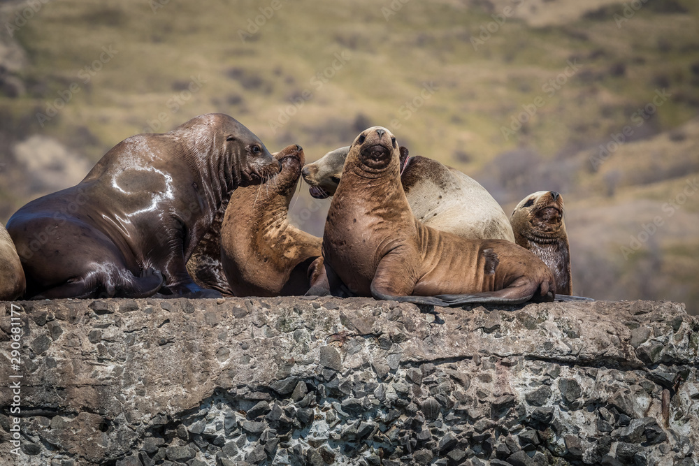 Fototapeta premium Sea lions onshore