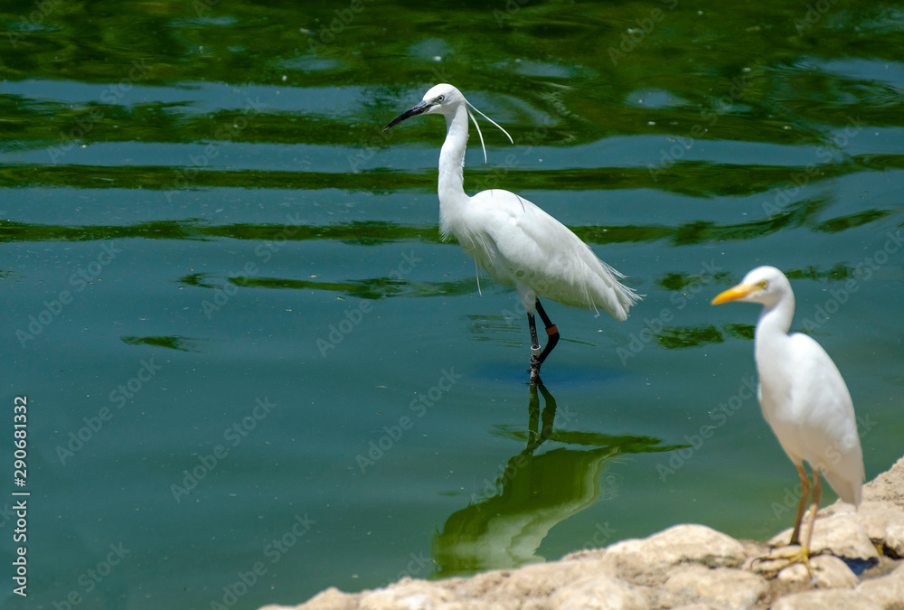 Snowy egret (Egretta thula) or small white heron on pond Snowy egret (Egretta thula) or small white heron on pond