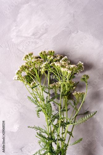 Bundle of fresh medicinal yarrow on the table