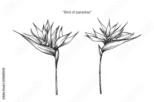 Bird of paradise flower drawing illustration with line art on white backgrounds. photo