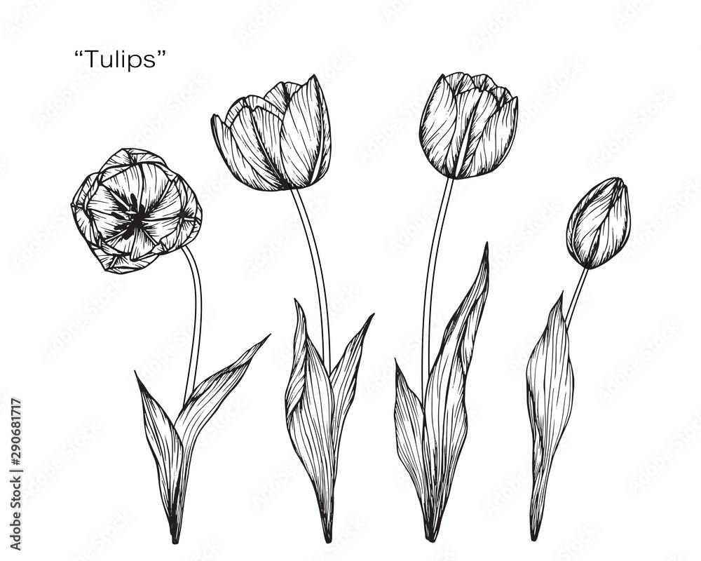 Fototapeta Tulip flower and leaf drawing illustration with line art on white backgrounds.