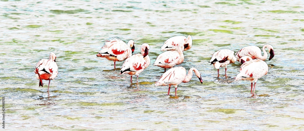 Obraz premium aflock of lesser Flamingos feeding early in the morning