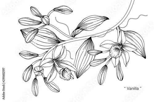 Vanilla flower and leaf drawing illustration with line art on white backgrounds.
