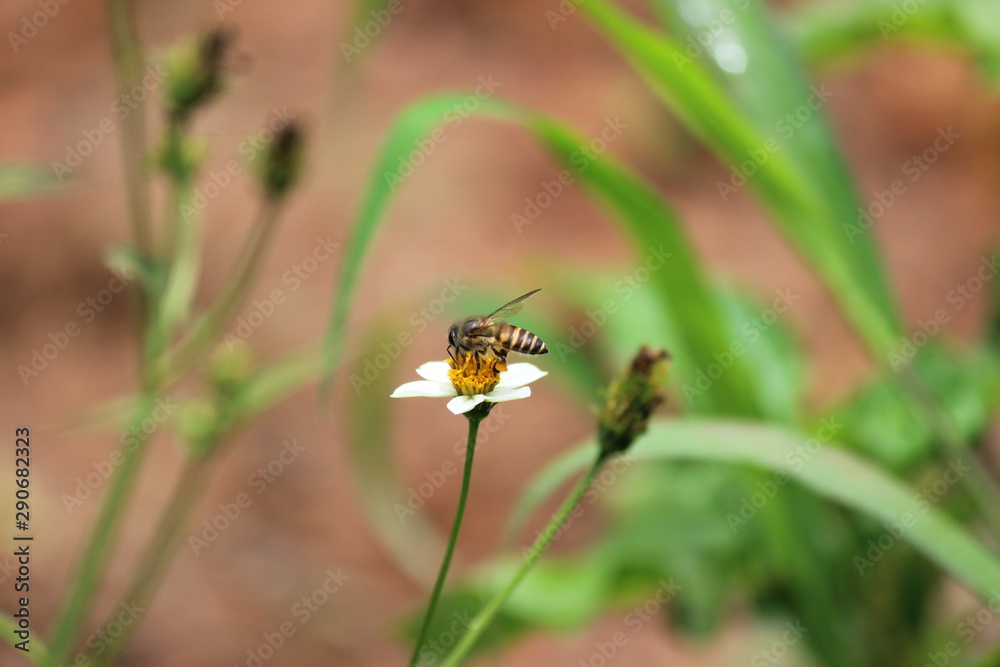 bee on flower bee on flower