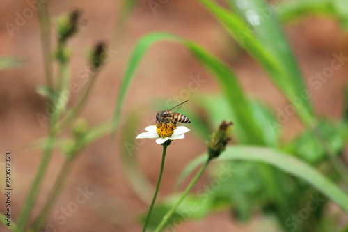 bee on flower © Abhijith