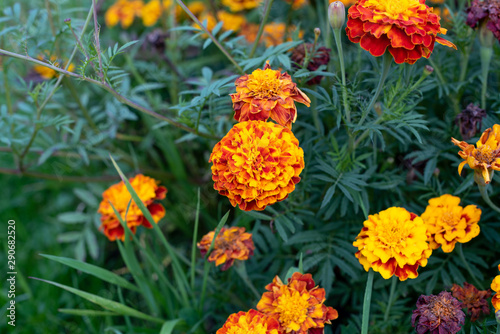 Flowers in the garden. Fiery orange marigold on a sunset. © Nikkeero