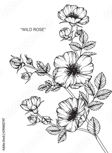 Wild rose flower drawing illustration with line art on white backgrounds.