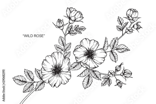 Wild rose flower drawing illustration with line art on white backgrounds.