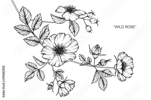 Fototapeta Naklejka Na Ścianę i Meble -  Wild rose flower drawing illustration with line art on white backgrounds.