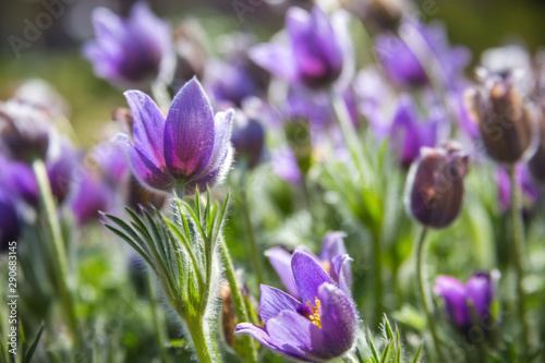 Fototapeta Naklejka Na Ścianę i Meble -  purple crocus flowers in the garden