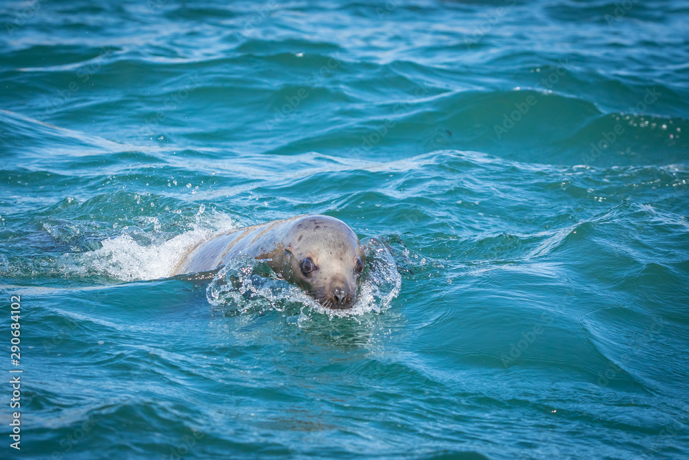 Obraz premium Sea lions in the sea, Sakhalin island, Russia.