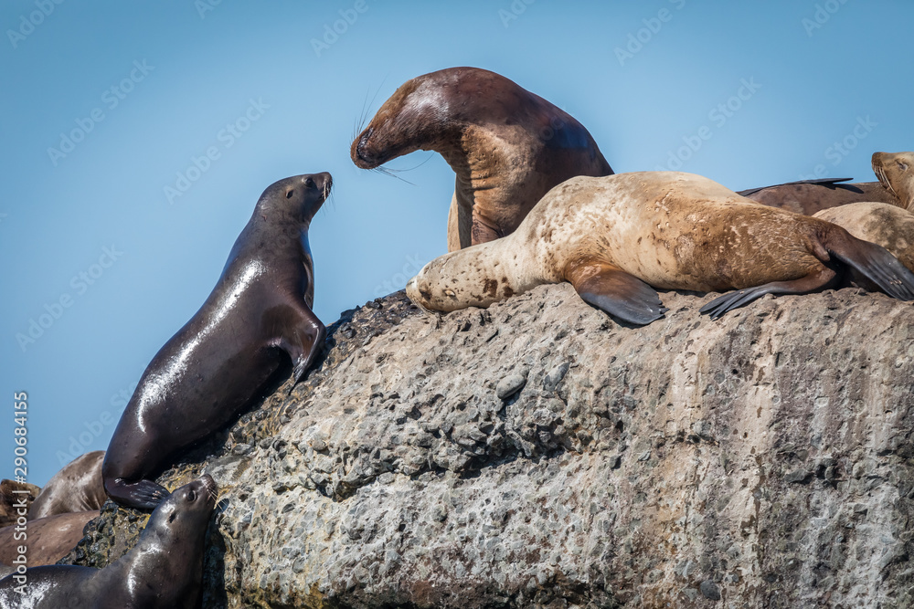 Fototapeta premium Sea lions onshore, Sakhalin island, Russia.