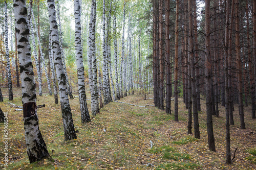 Fototapeta Naklejka Na Ścianę i Meble -  Autumn pine and birch forest