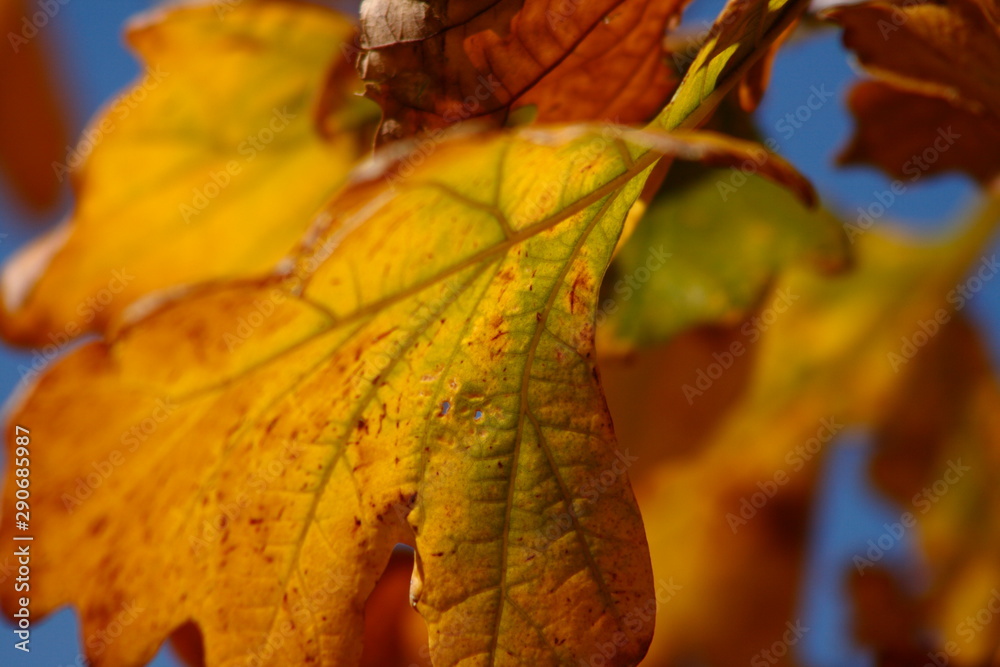 Obraz premium Fall Color