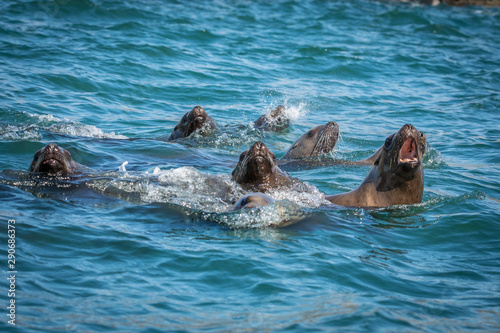 Sea lions in the sea, Sakhalin island, Russia.