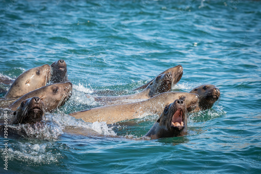 Fototapeta premium Sea lions in the sea, Sakhalin island, Russia.